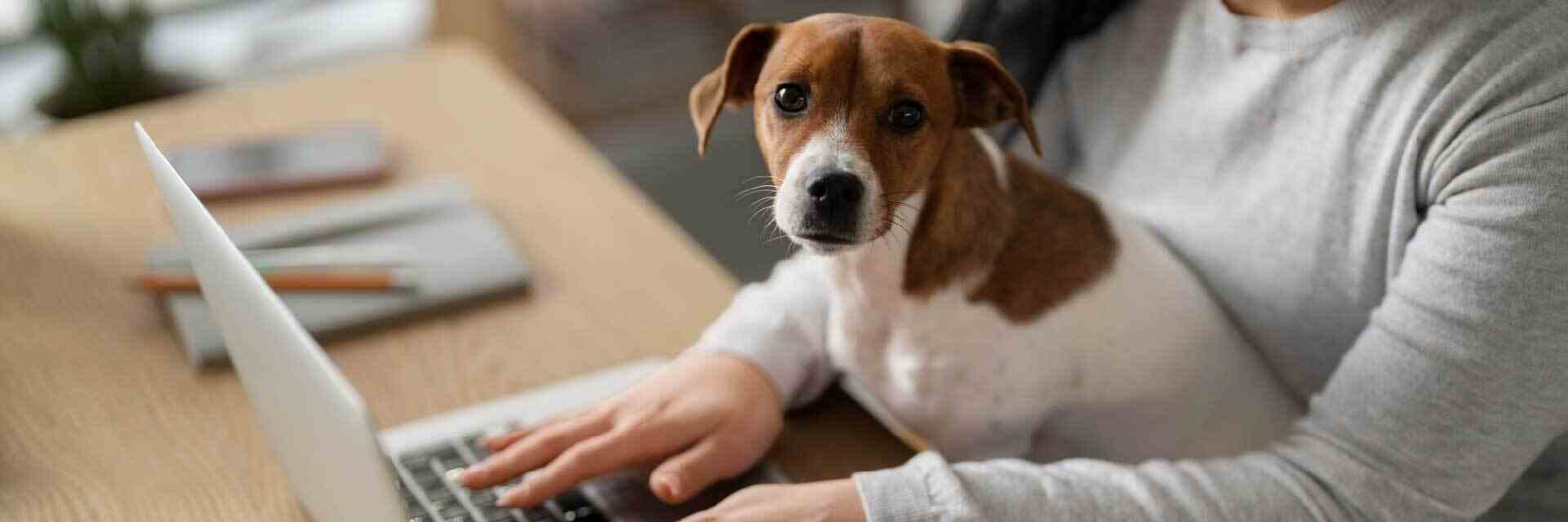 Good Boy: Franchise Marketing For Pet Businesses
