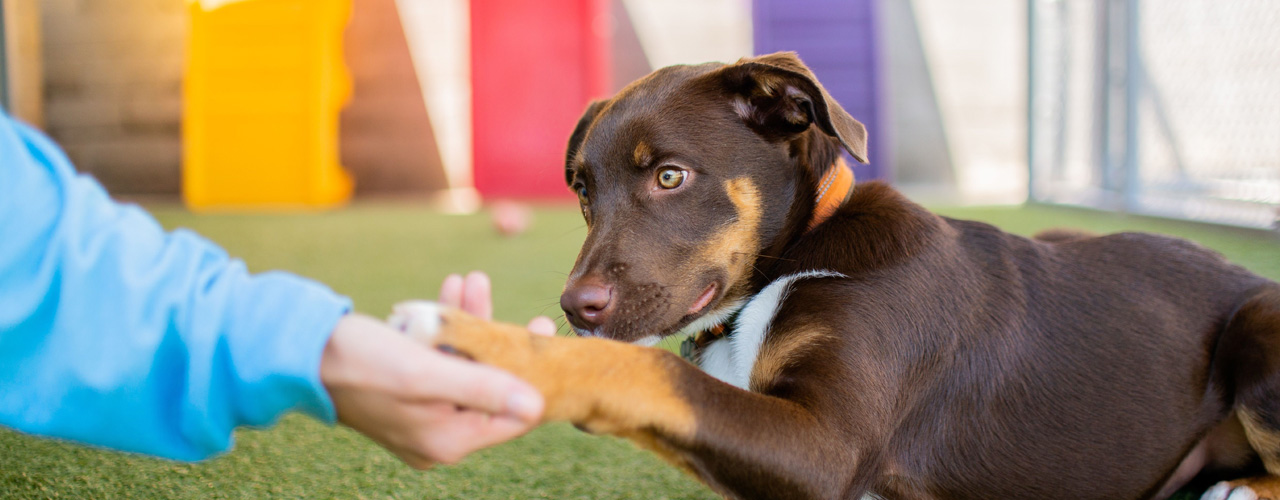 National Veterinary Associates: Turning Paid Search into a Hyperlocal Growth Engine